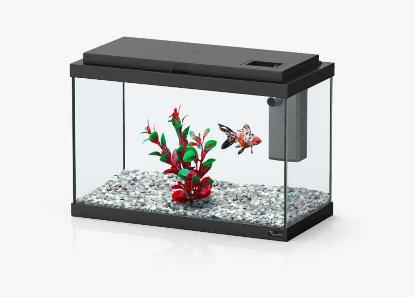 Funny Fish - Funny Fish Aquatlantis, transparent png