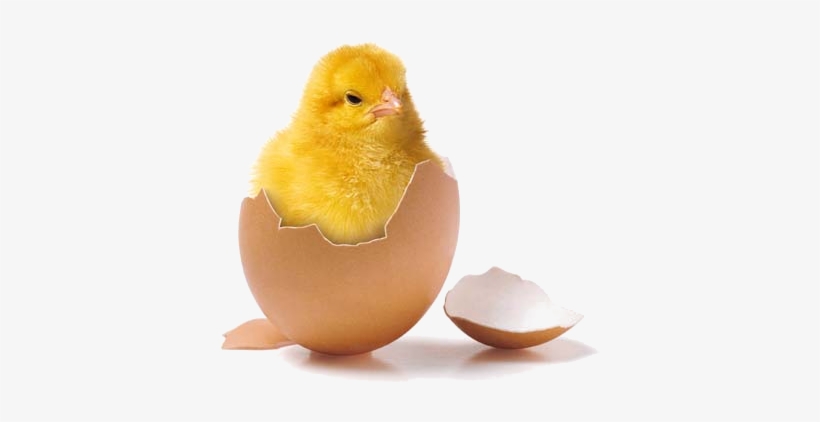 Easter Wallpaper Called Happy Easter - Poussin Animal, transparent png