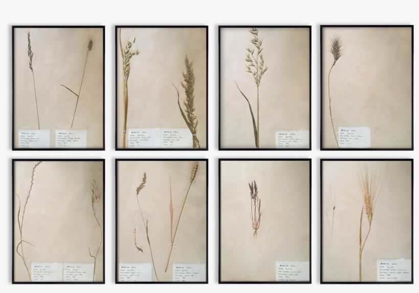 Herbaria Framed Vintage, Black Frame, Wall Decoration - Plywood, transparent png