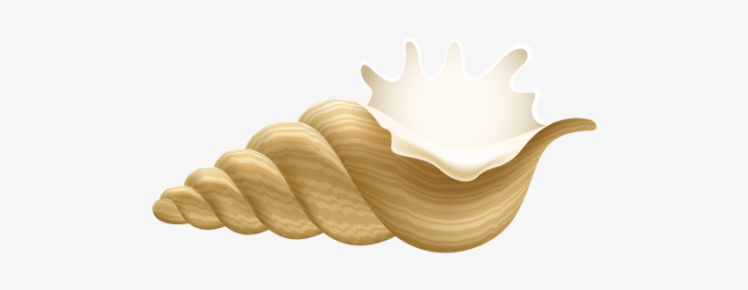 Conch Png Clip Art - Conch Clipart, transparent png