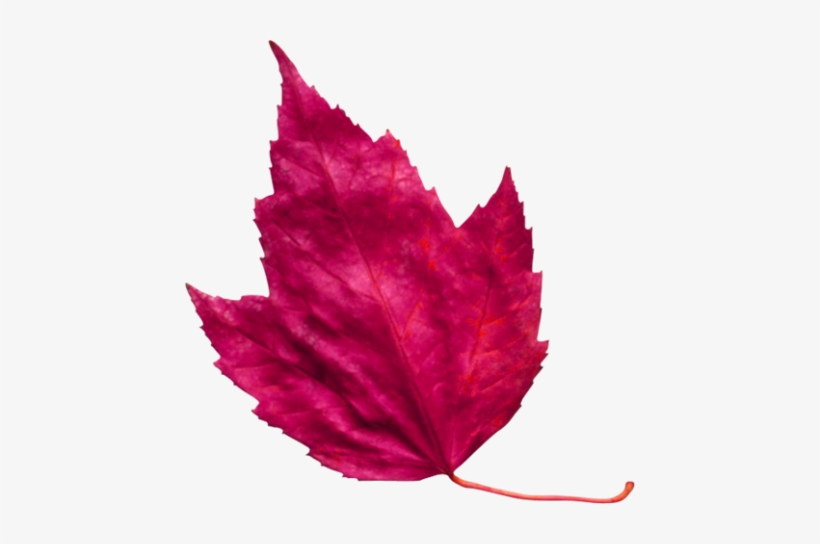 Red Leaf 3 - Pink Autumn Leaf Png, transparent png