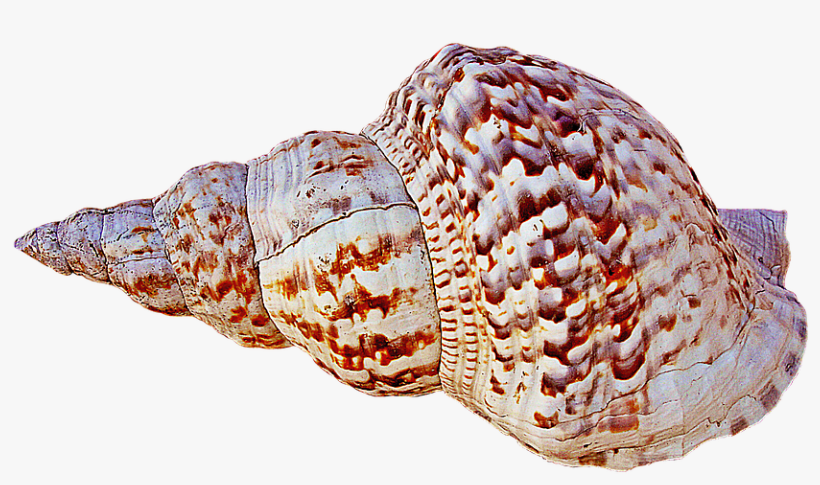 Free Png Conch Png Images Transparent - Caracola Png, transparent png
