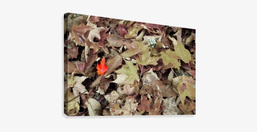 Red Leaf Canvas Print - Skullcap, transparent png