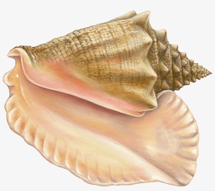 W=500&h=500 - Monterey Bay Aquarium, transparent png