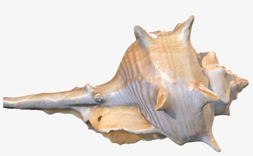 Conch Png Background Image - Conch 3d Model Free, transparent png