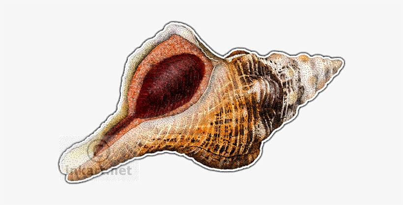 Florida Horse Conch Decal - Art, transparent png