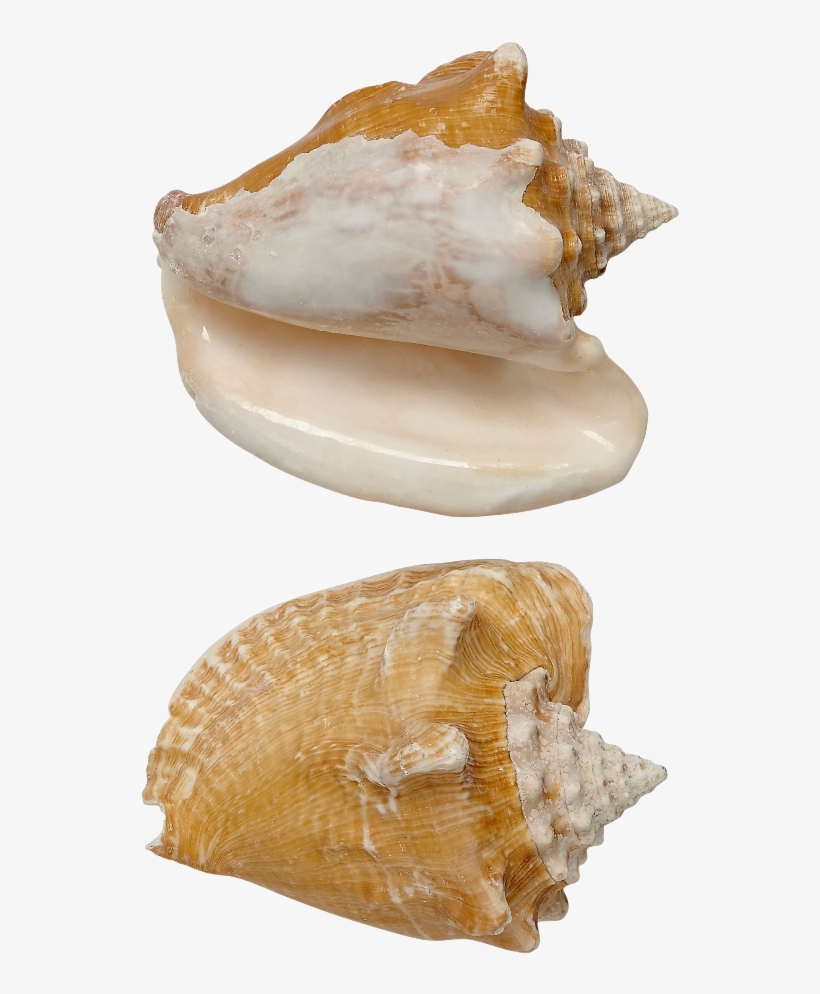Milk Conch Shell Seashell 5-6", transparent png
