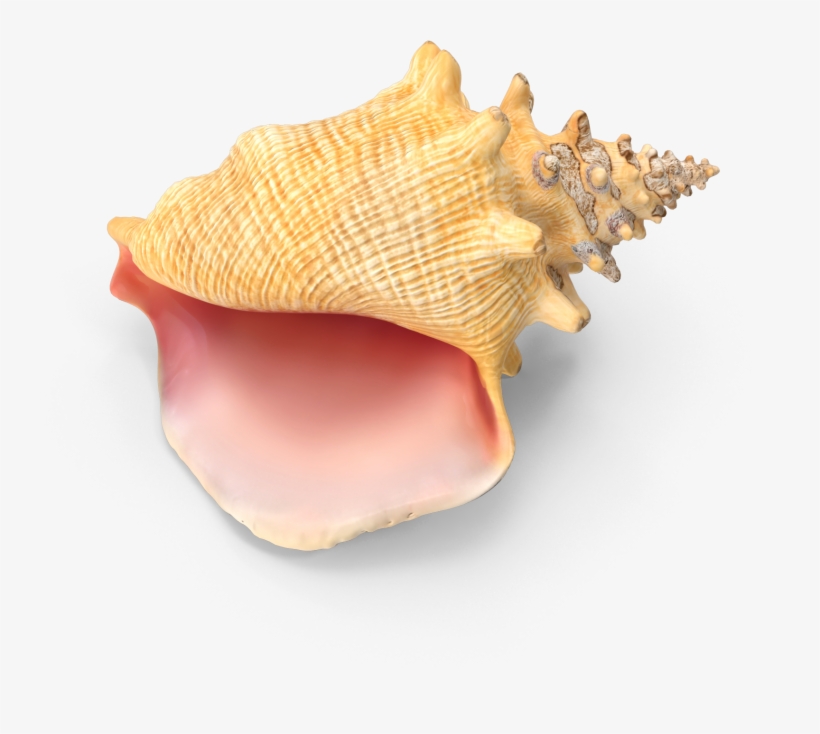 Conch Shell - Conch, transparent png