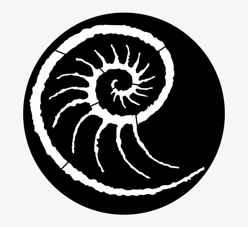 Sea Conch, transparent png