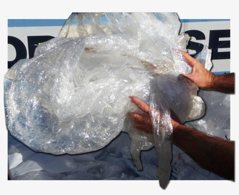 2 Plastic For Baling - Freshwater Whipray, transparent png