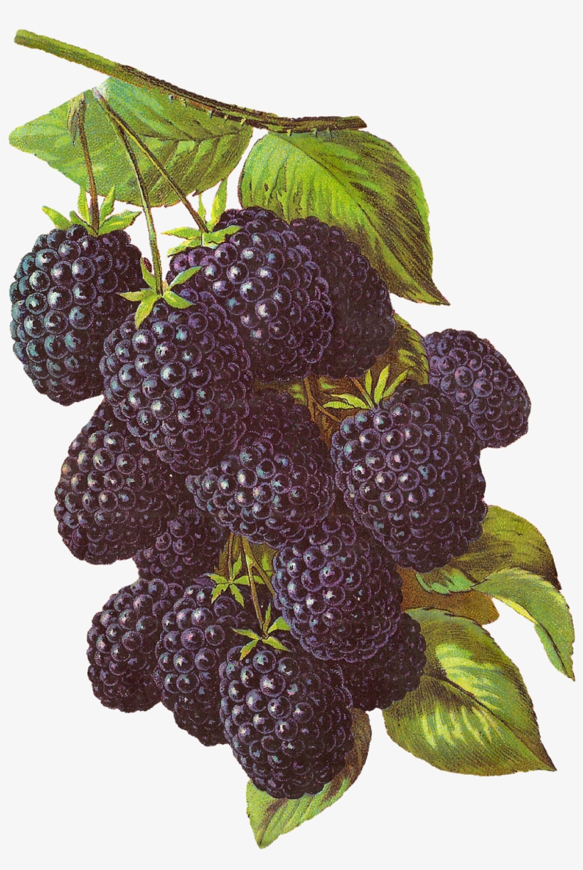 Digital Blackberry Download - Blackberry, transparent png