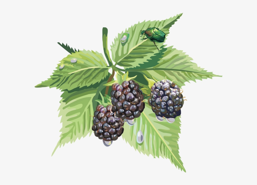 Blackberry Fruit Png, transparent png