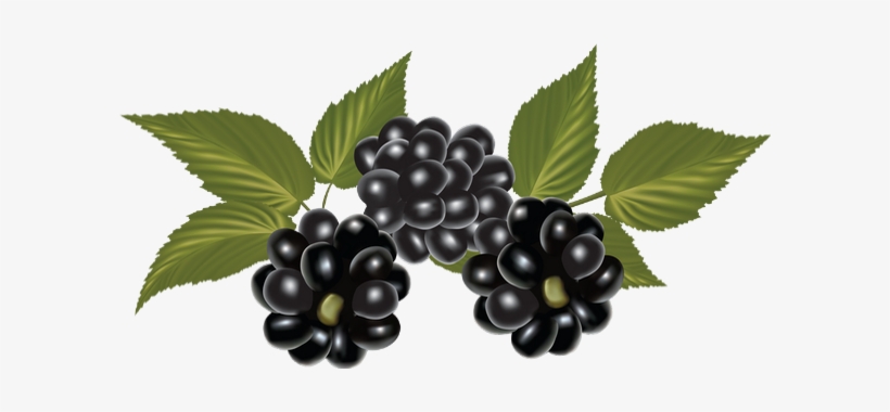 Blackberry Png, transparent png