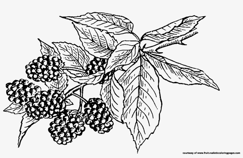 Blackberry Clipart Berry Plant - Blackberry Fruit Black White, transparent png