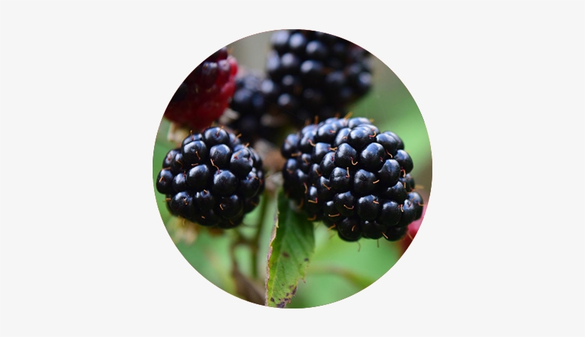 Our Blackberries - Blackberry, transparent png