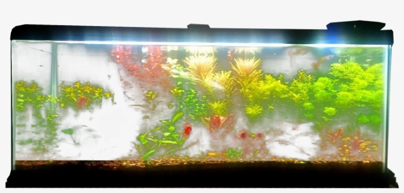 Planted Aquarium - Fish Tank Transparent Background, transparent png