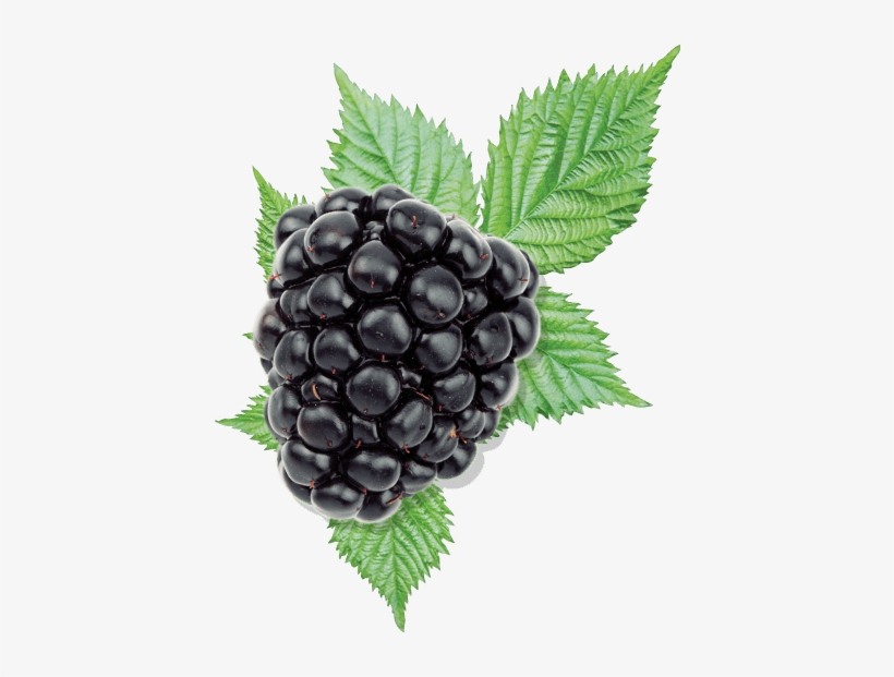 Blackberry Blackberry - Blackberry Berry, transparent png