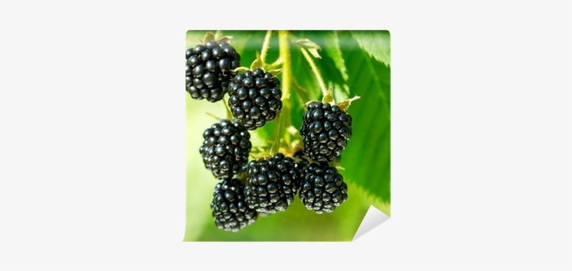 Pre-stratified Jumbo Thornless Blackberry Seeds, Juicy,, transparent png