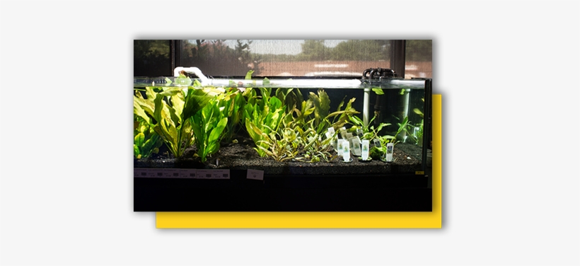 Layer - Aquarium, transparent png