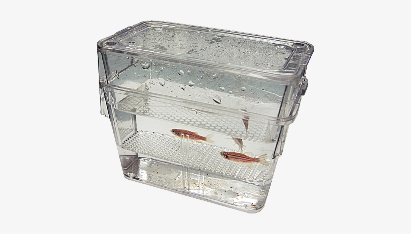 Fertilized Eggs Filter Through A False-bottomed Mating - Zebrafish Breeding Tank, transparent png