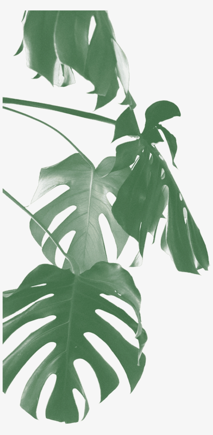 #1 - Swiss Cheese Plant, transparent png
