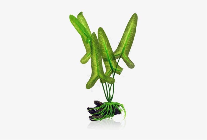 Bettacare Betta Plant Large Arrowhead - Fictional Character, transparent png
