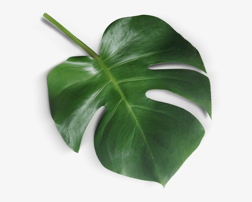 What Is Mindfresh - Teacher, transparent png