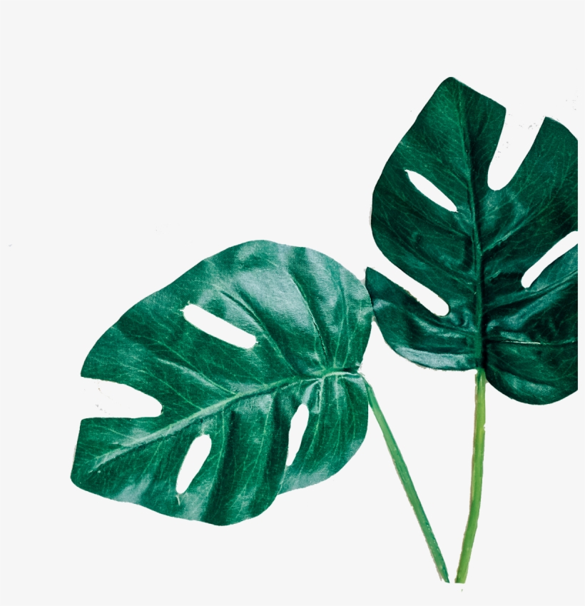 Leafs - Minimal Spring, transparent png