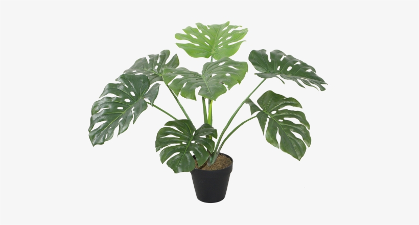 Monstera 8 Leaves 60cm - Μονστερα, transparent png