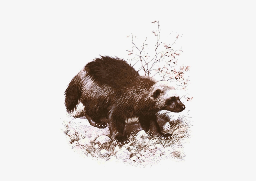 Wolverines - Wolverine Animal, transparent png