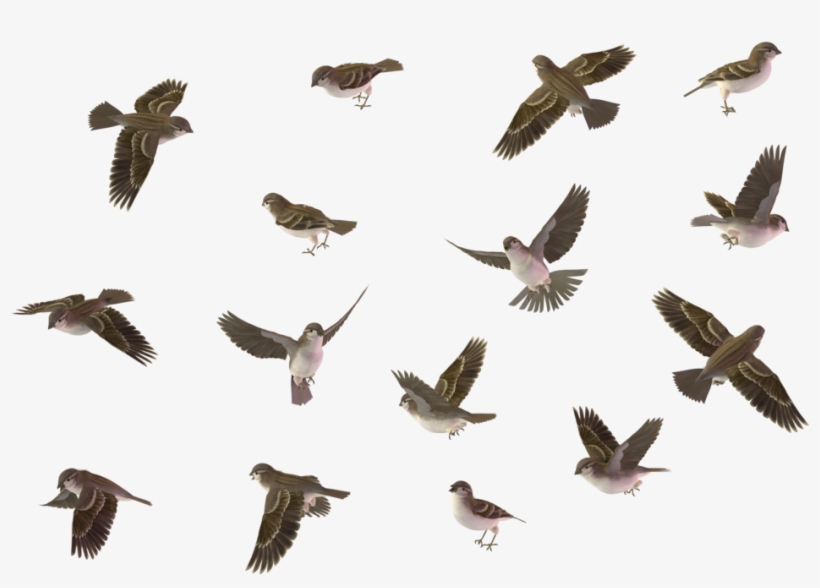 Bird Set House Sparrow Female 01 By Wolverine House - Bird Set Png, transparent png