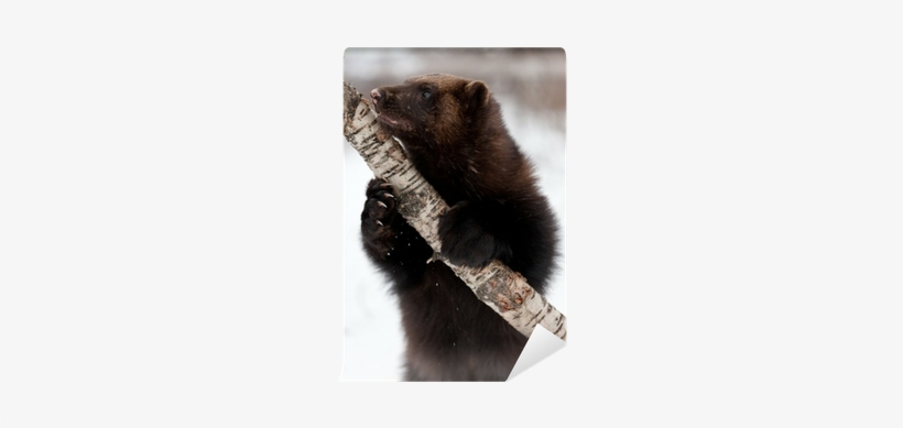 Wolverine Animal Snow, transparent png