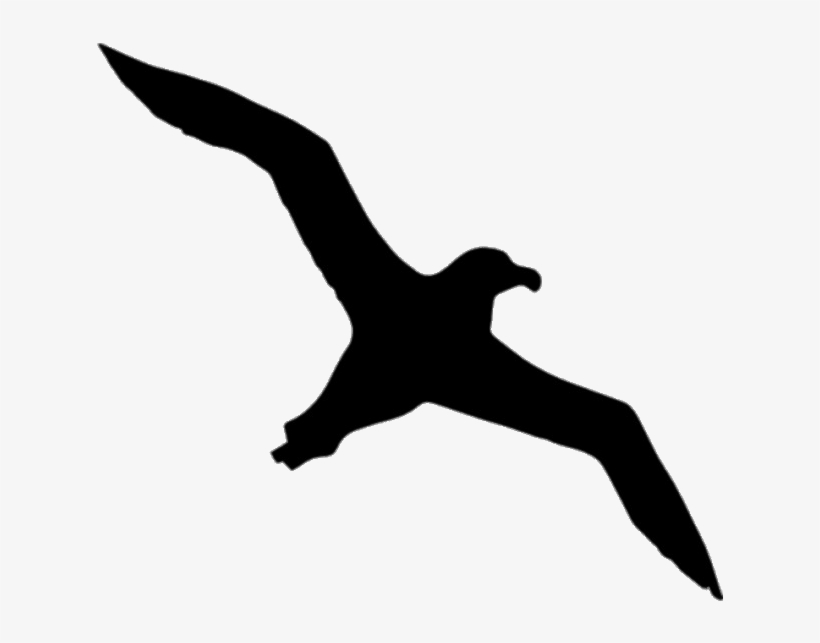 Albatross Silhouette Png - Albatross Icon, transparent png