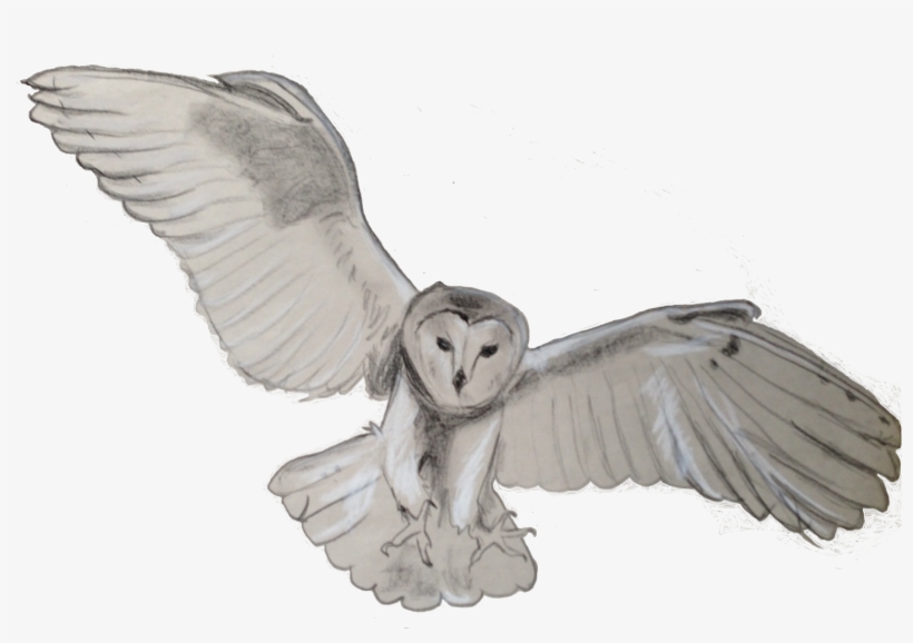 Barn Owl Png Transparent - Owl Png, transparent png