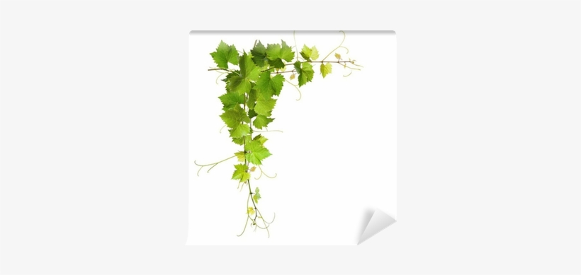 Bunch Of Green Vine Leaves And Grapes Vine Wall Mural - Grape Vine, transparent png