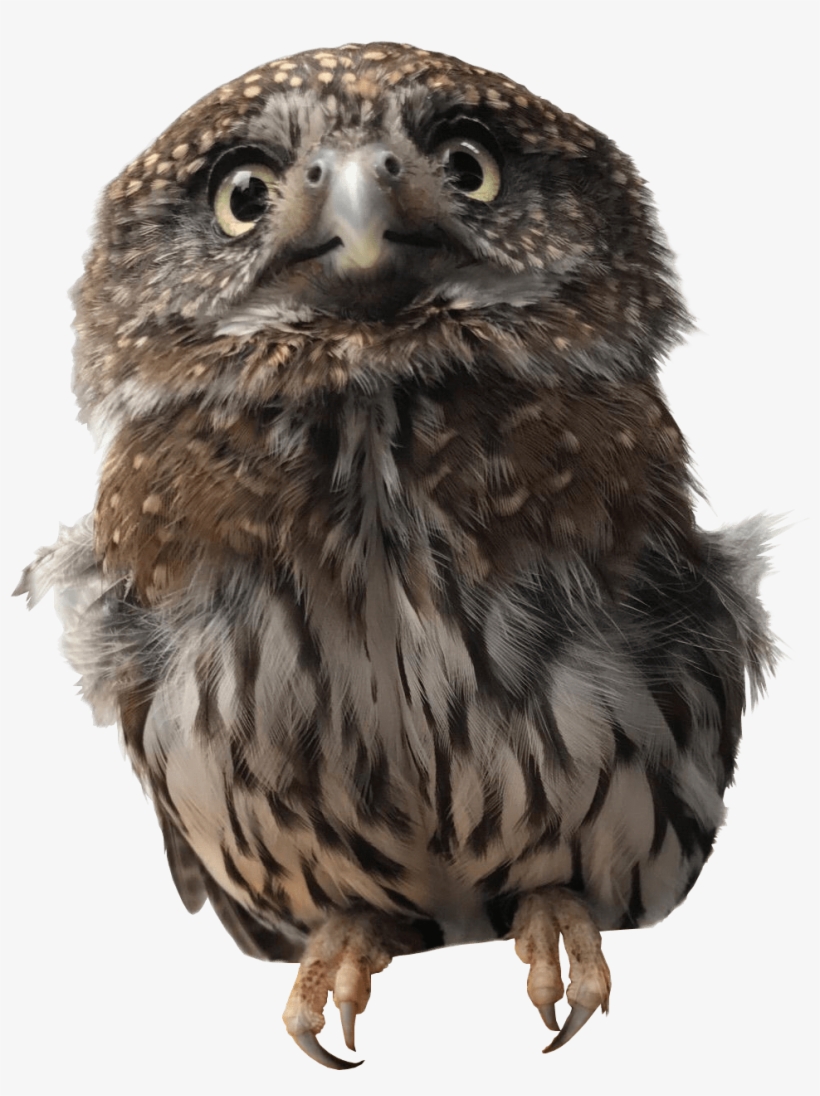 Pygmy Owl - Owl, transparent png