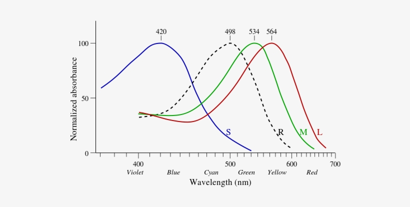Enter Image Description Here - Rod Peak Spectral Sensitivity, transparent png