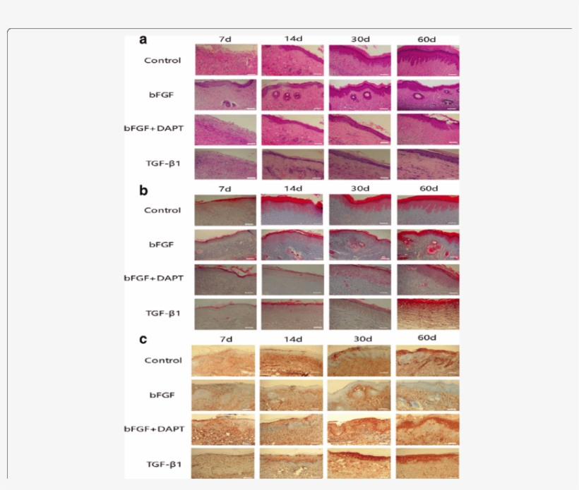 Histological Features And Expression Of Α-sma Of The - Histology, transparent png