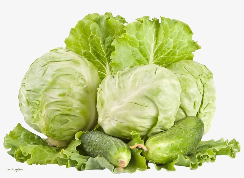 Cabbage Png Image - Kubis Png, transparent png
