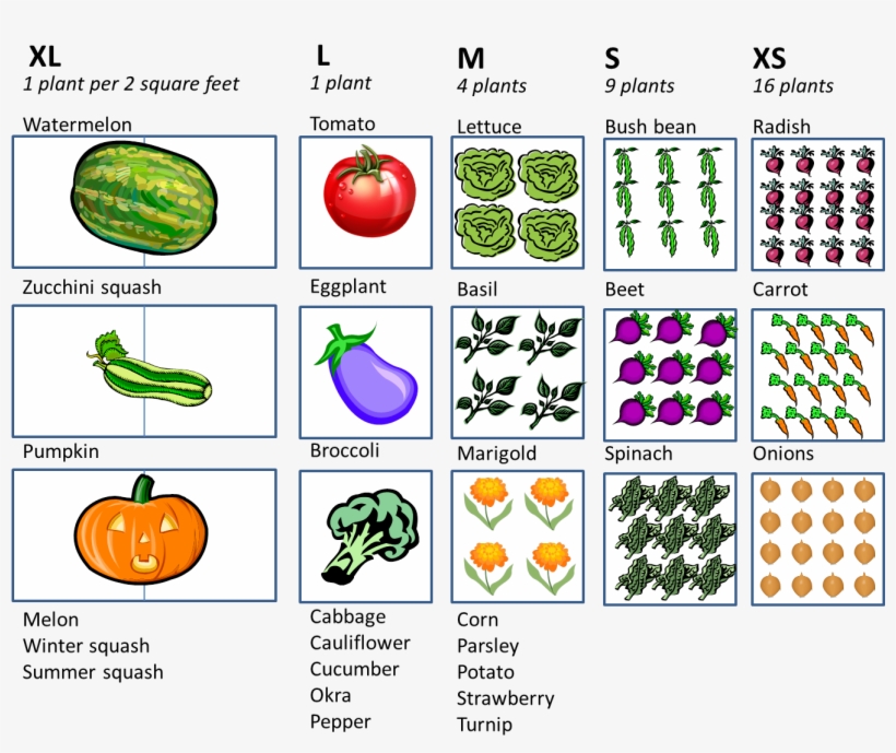 “how Much Space Do I Need For A Vegetable Garden” - Start With The Letter B, transparent png