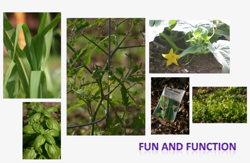 Team Home And Garden - Cag Of India, transparent png