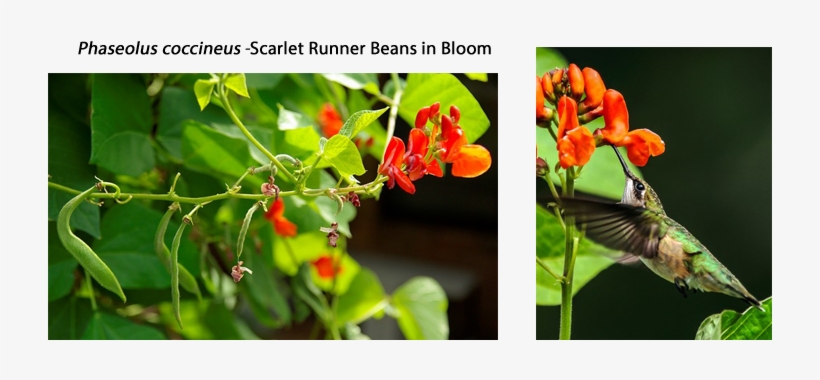 Runner Bean, transparent png