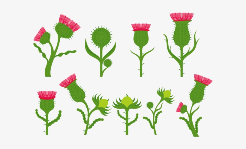 Vetores De Flores Do Cardo - Flor De Cardo, transparent png