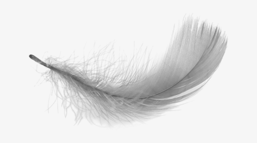 Feather Clipart Transparent Background - Transparent Background White Feather Png, transparent png