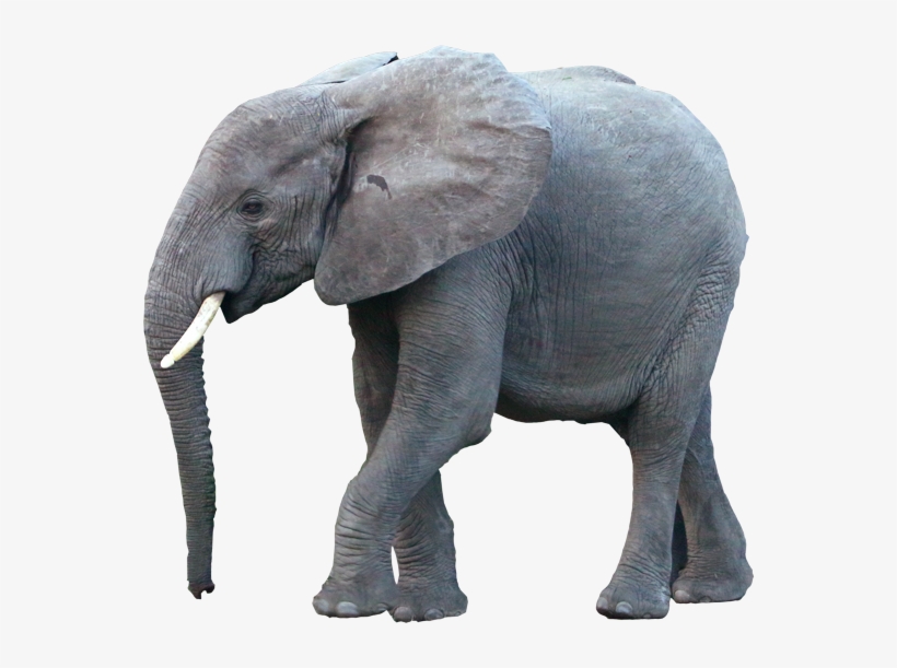 Desidero Ricevere Informazioni Commerciali Come Specificato - Indian Elephant, transparent png
