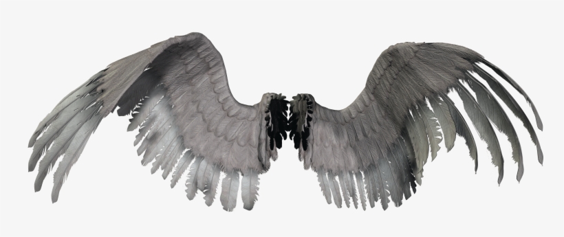Neue Neoangel Federwin - Flügel Png, transparent png