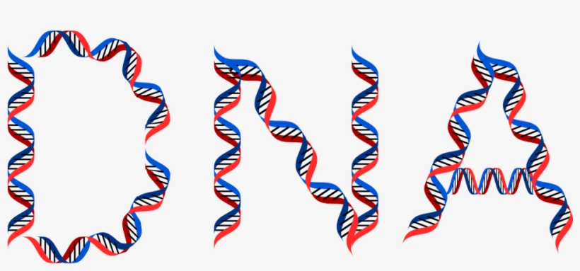 Dna And Weight Loss - Dna Typography, transparent png