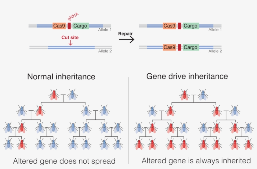 Saliva & Prevents Transmission - Gene Drive Crispr, transparent png