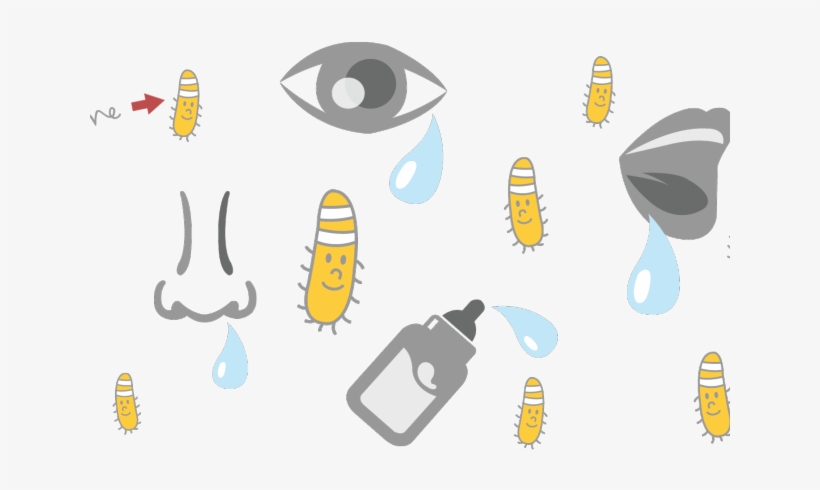 Tear Clipart Saliva - Lisozima, transparent png