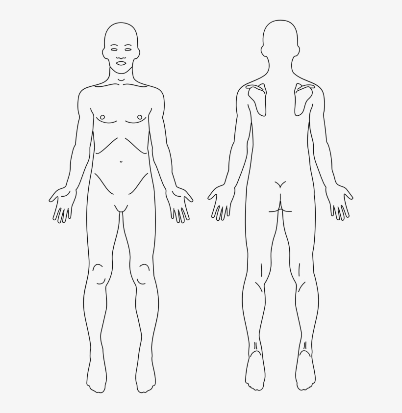 Medium Image - Anatomy Front And Back, transparent png